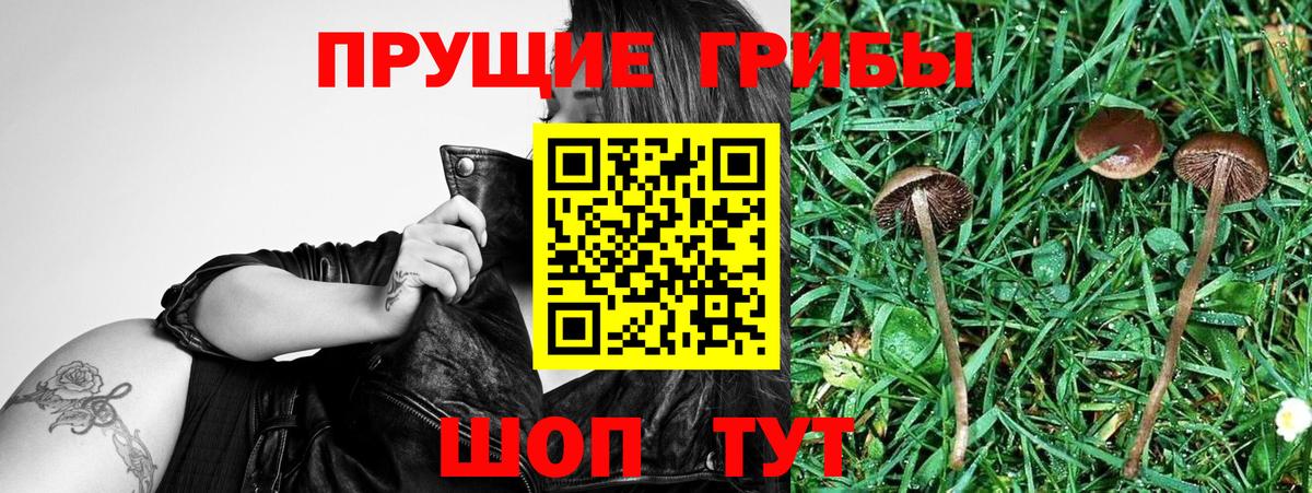 Орск  купить наркотик  Галлюциногенные грибы MAGIC MUSHROOMS  Вход с VPN  Псилоцибиновые грибы прущие грибы 
